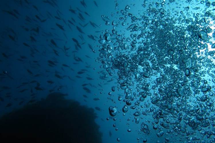 Karaburun 30 Metre Derinlik Dalış Kabarcıkları