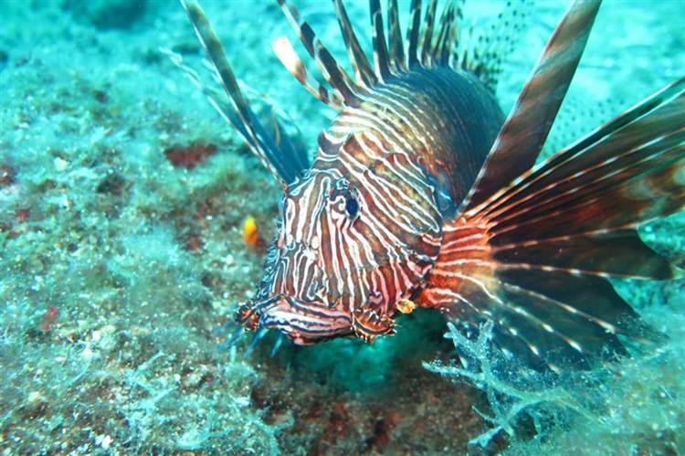 Karaburun Aslan Balığı Dalışı