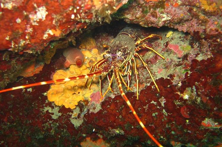 Karaburun Sualtı Böceği Istakoz Dalışı