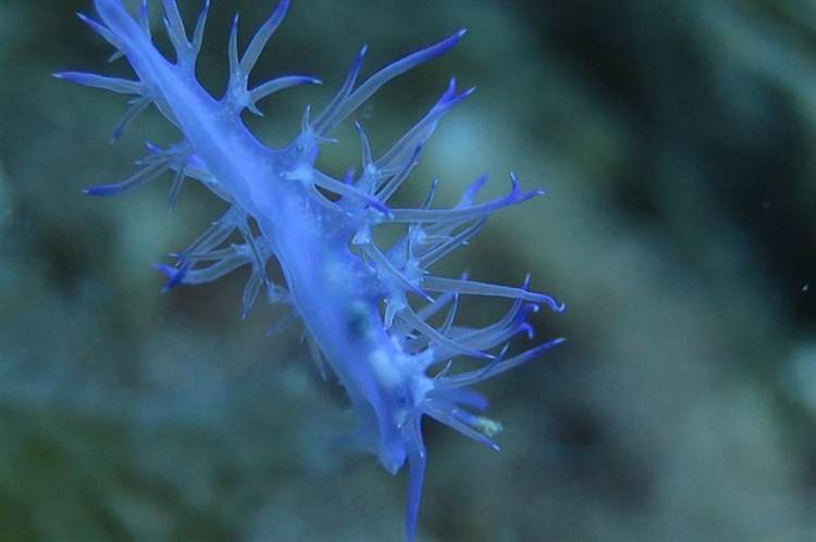 Karaburun Deniz Tavşanı Makro Dalış
