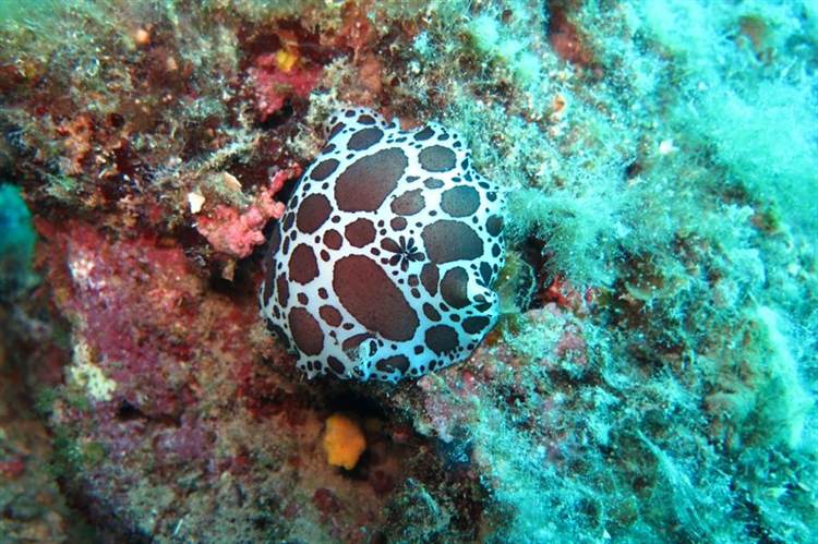 Karaburun Benekli Deniz Tavşanı Makro Dalış