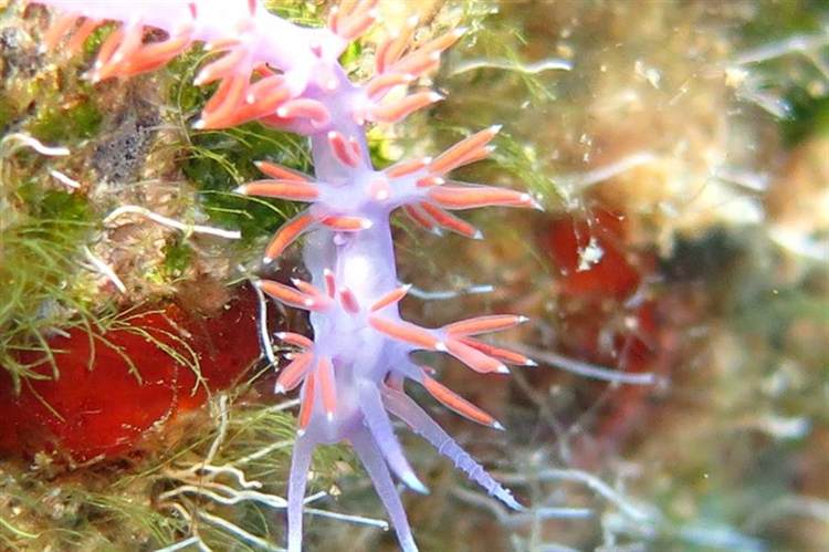 Karaburun Pembe Nudibranch Derin Dalış